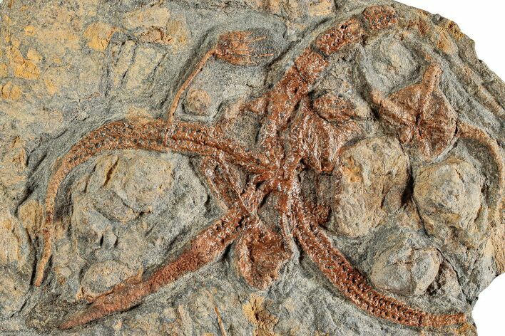 Plate With Fossil Brittle Stars, Crinoids & Corals #233122